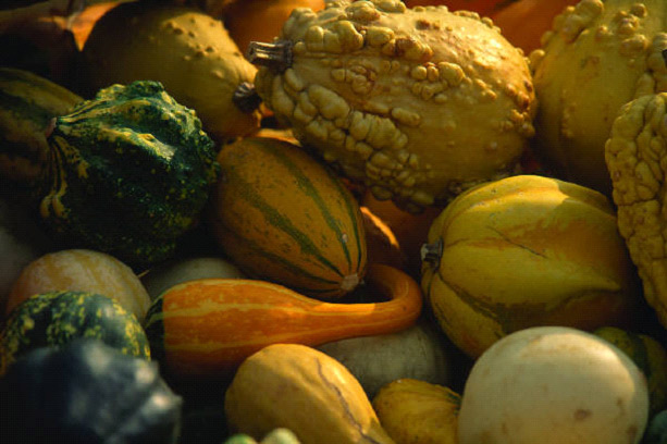 Several types of squashes and gourds.