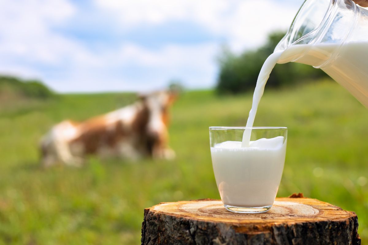 A jar filling a glass of milk on focus with a blurred cow resting on the grass as background.